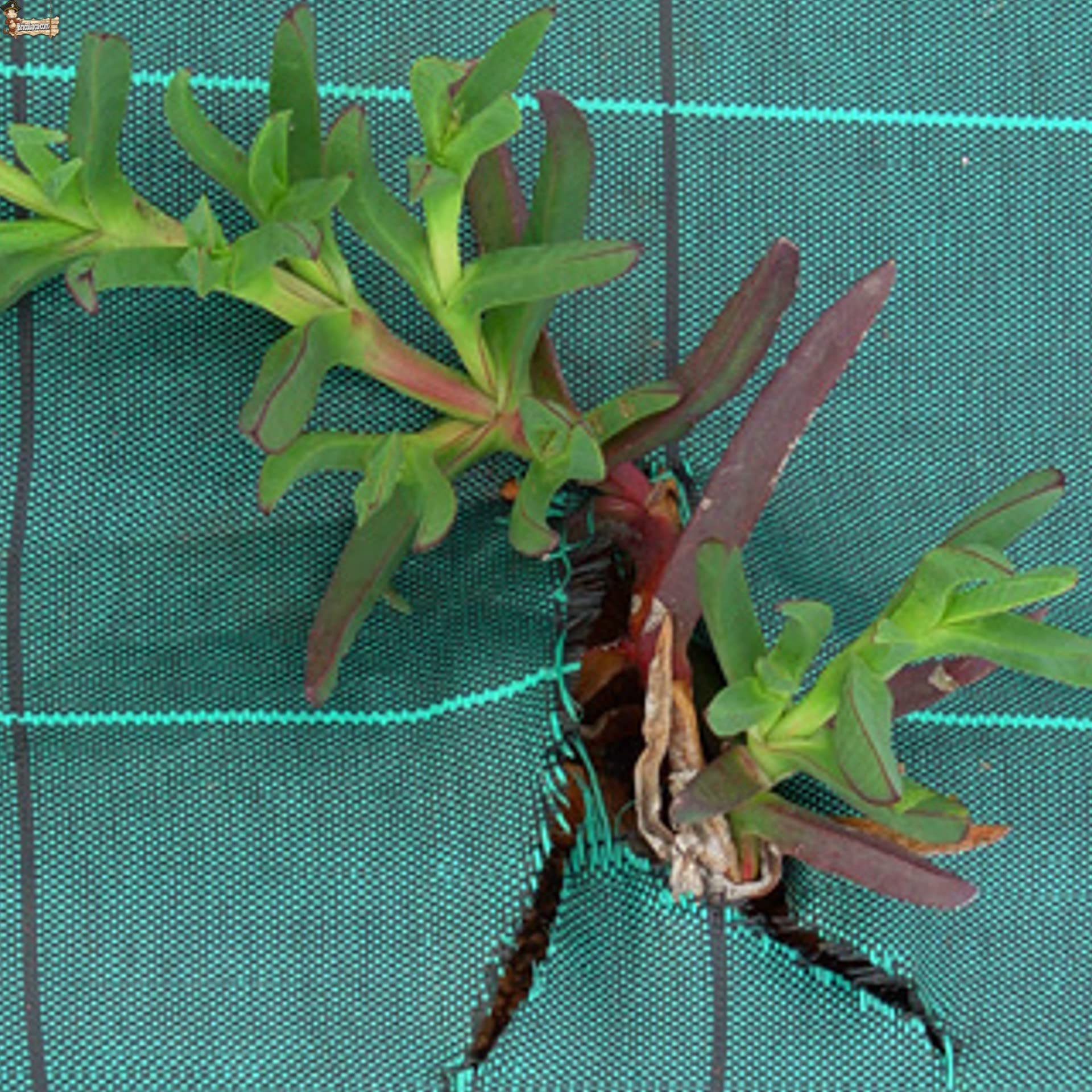 BricoLoco.com Manta Malla antihierba Verde para Agricultura, jardín, huerto,Camping, césped Artificial. 105 grs./m2. Tela en Rafia de Polipropileno 100%. (50, 1)