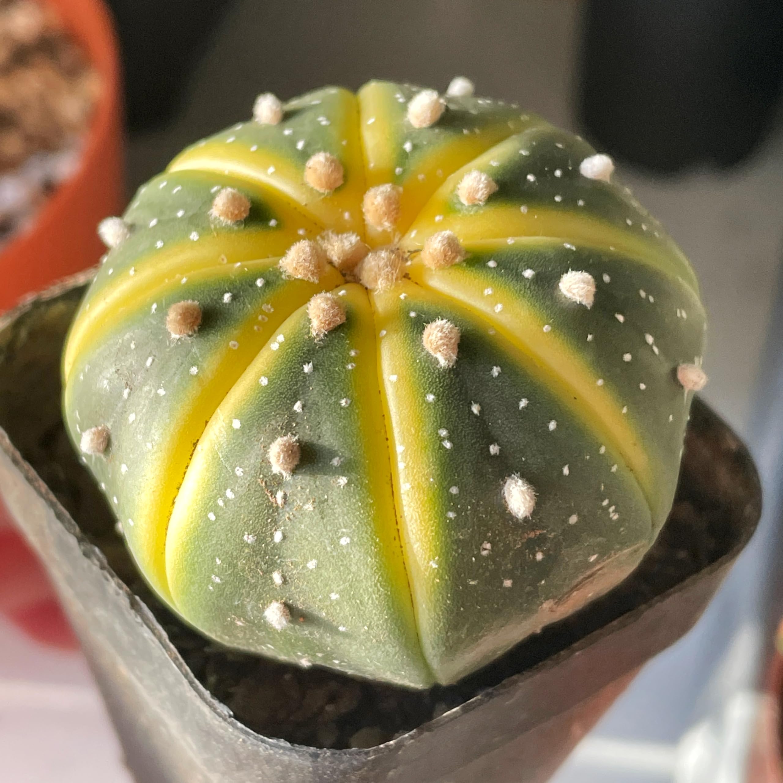 1PC Astrophytum Asterias Succulent Plant 4β5.5cm | Rare Cactus | Live Plant | Bare Root Shipping