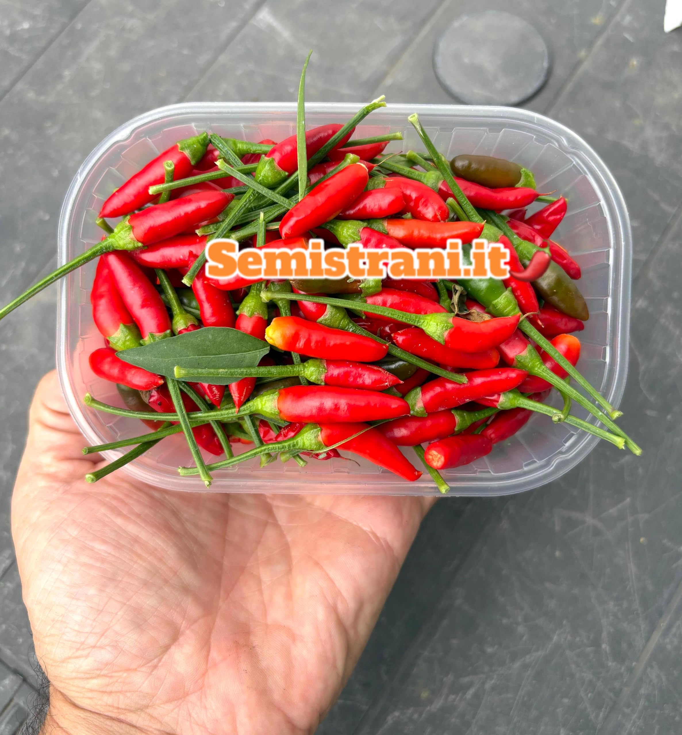 120 Semillas de los 12 Chiles Más Fuertes del Mundo, Colección SUPER HOT + Guía: CAROLINA REAPER, JAY GHOST, APOCALYPSE, NAGA MORICH, BHUT JOLOKIA, HABANERO, PIMENTA, CALABRESE, ROXA, CAYENNA.