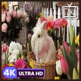 穏やかでリラックスできる曲が流れるふわふわのウサギの草原