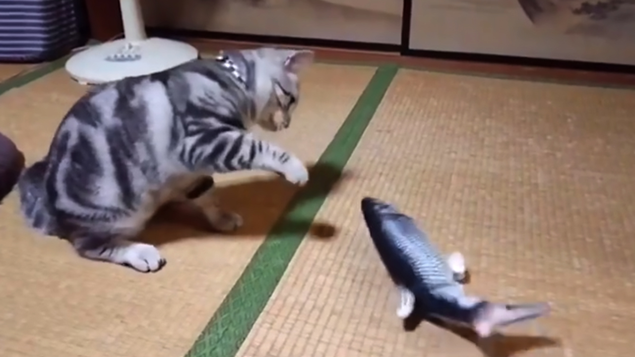 TOOGE 2 Pack 11" Floppy Fish Cat Toys with SilverVine and Catnip for Indoor Cats for Small Dogs Interactive Automatic Flopping Fish Cat Kicker Toys for Cats Puppy Small Dogs - Image 8