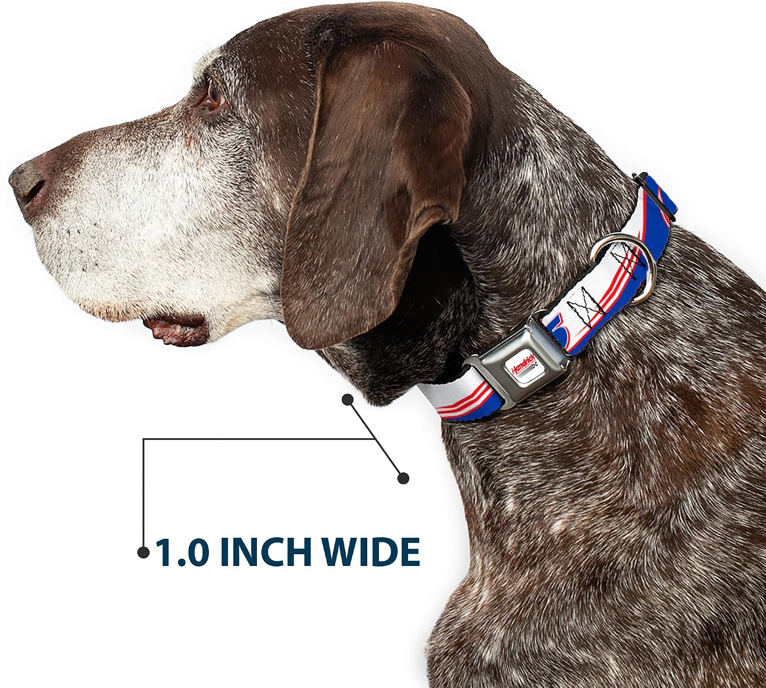 Hendrick Motorsports Pet Collar, Dog Collar Metal Seatbelt Buckle, Kyle Larson #5 Car Scheme White Blue Red, 20 to 31 Inches 1.5 Inch Wide