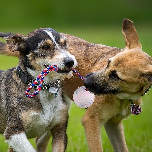 Miniatura 8 de PrimePets - Pelota de entrenamiento para perros con cuerdas, 2 bolas de cuerda de goma sólida, juguete de tira para perros medianos y pequeños,