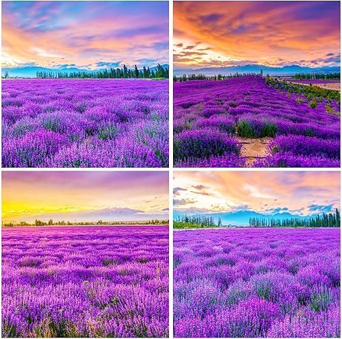 Miniatura 2 de Más de 4000 semillas de flores de lavanda inglesa para plantar, flores moradas para jardín, atraen insectos polinizadores