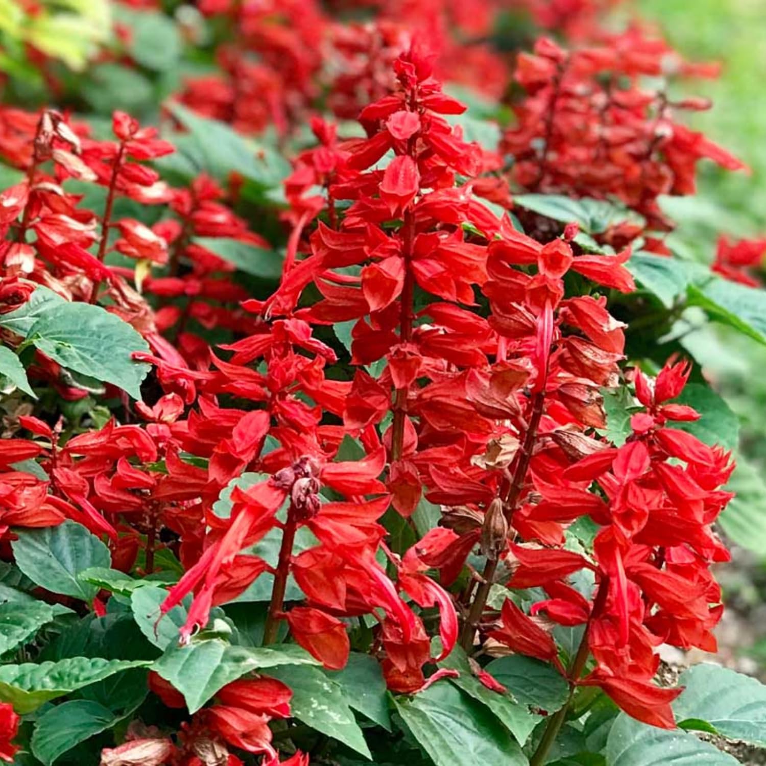 Set 3 Salvia Plants Live, Well Rooted 4-6 Inches, Vibrant, Fragrant Flowering Shrubs for Garden or Containers (Bright Red)