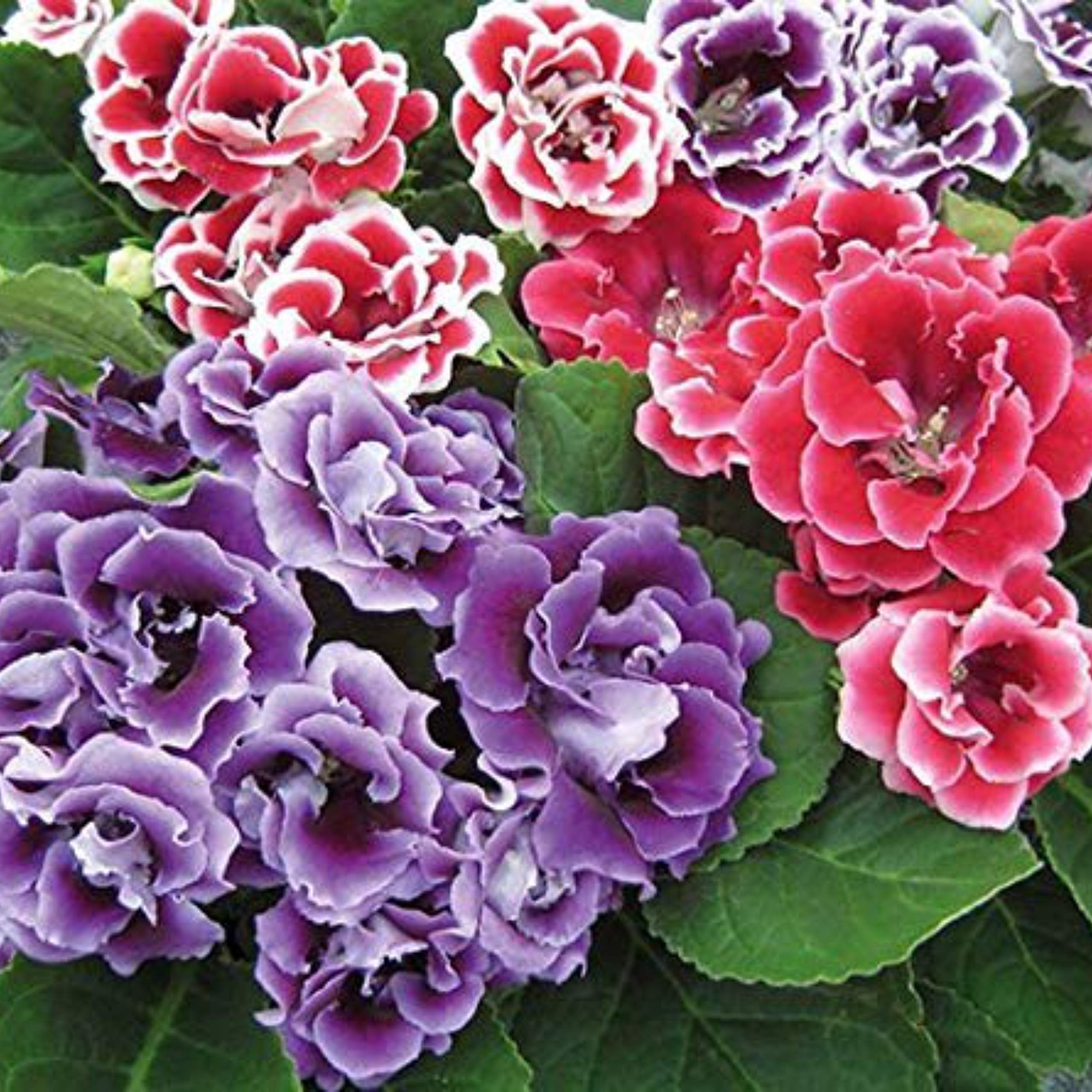 Gloxinia Flowers Canterbury BellsScentedFragrant Beautiful Tropical Flowers Exotic Garden Flower Bulbs By Kraft Seeds (Pack of 3) - Set of 9