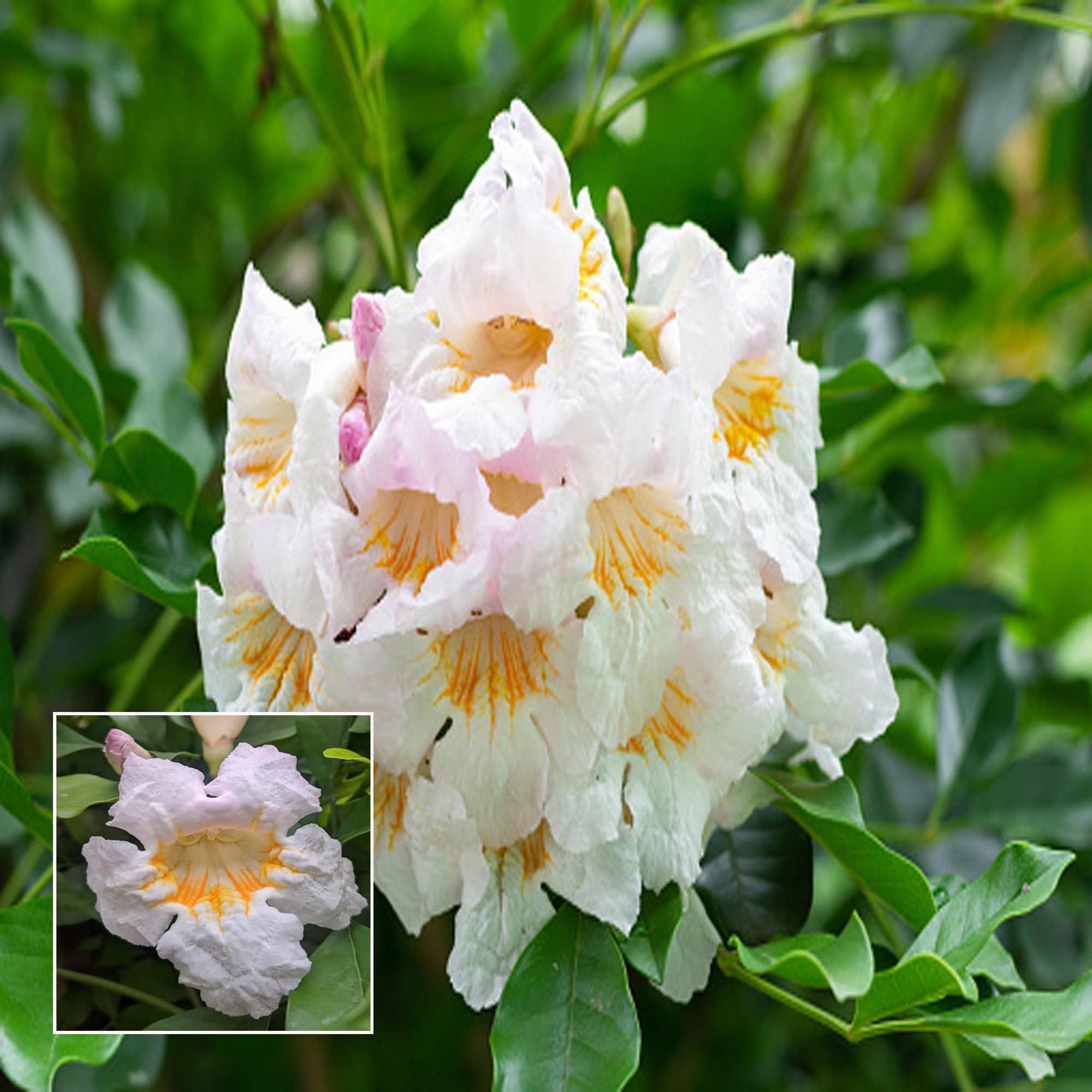HAPING Hybrid Kamini Satin Wood Kunti Shrubs Flower Live Plant (1-2 Feet Height) (B0CTTWXWFV) Amazon Price History, Amazon Price Tracker