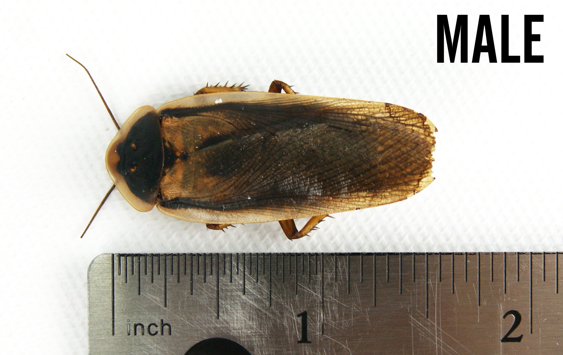 Isopods Live How To Diagnose And Fix Dubia Roach Breeding Problems ... - Dubia Roach Breeding Order Fulfillment And Shipping Services