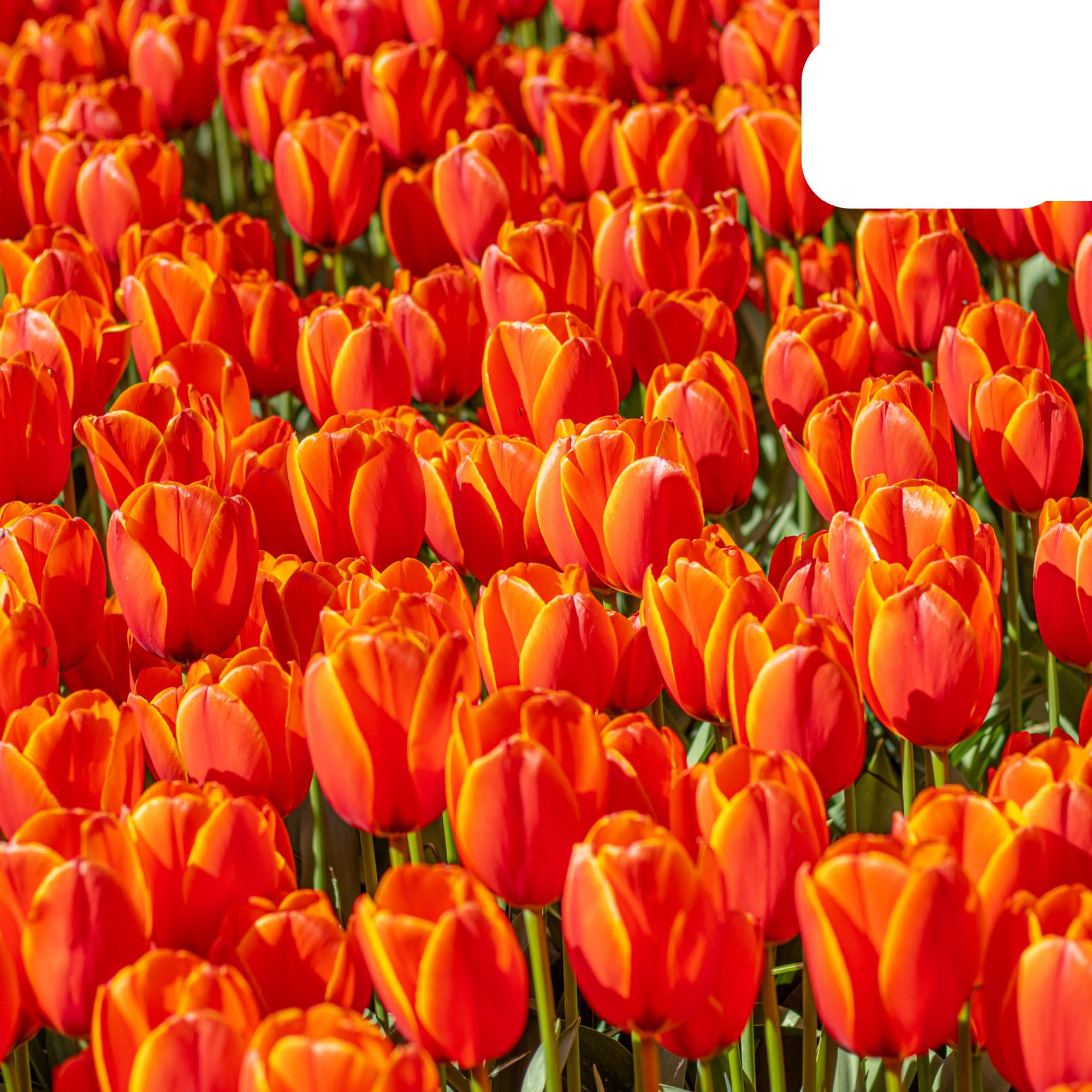 Bulbos de tulipán Dafeng | 20 unidades - Tulipanes naranjas grandes - 30-50cm - Ø5cm - bulbo de flor - Planta de jardín
