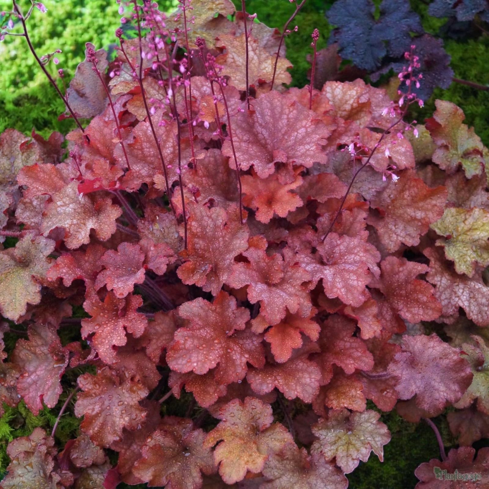 Carbeth Plants Heuchera Plant in 3L Pot (Cranberry)