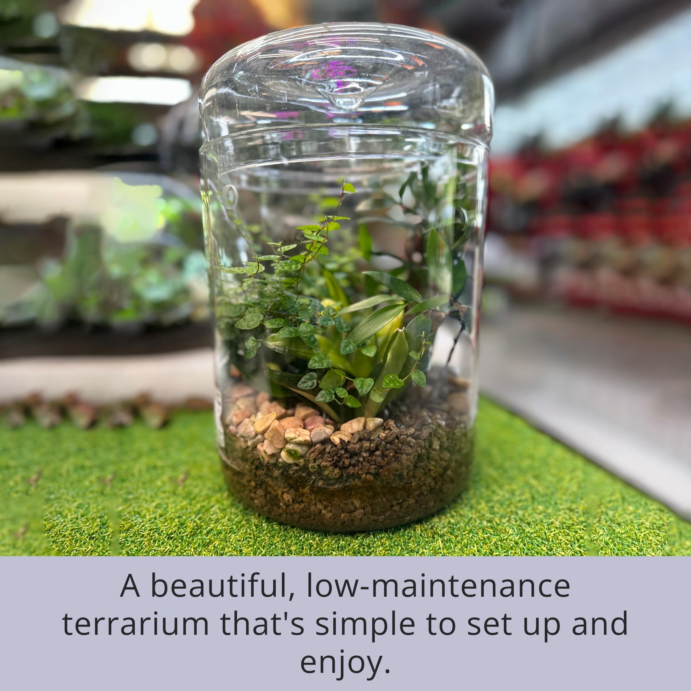 LaLaGreen - Maceta de cristal para terrario (6 x 9 pulgadas), luces de crecimiento suculentas para plantas de interior, soporte para plantas de aire, pequeño reptil, cactus, mini helecho, jardín,