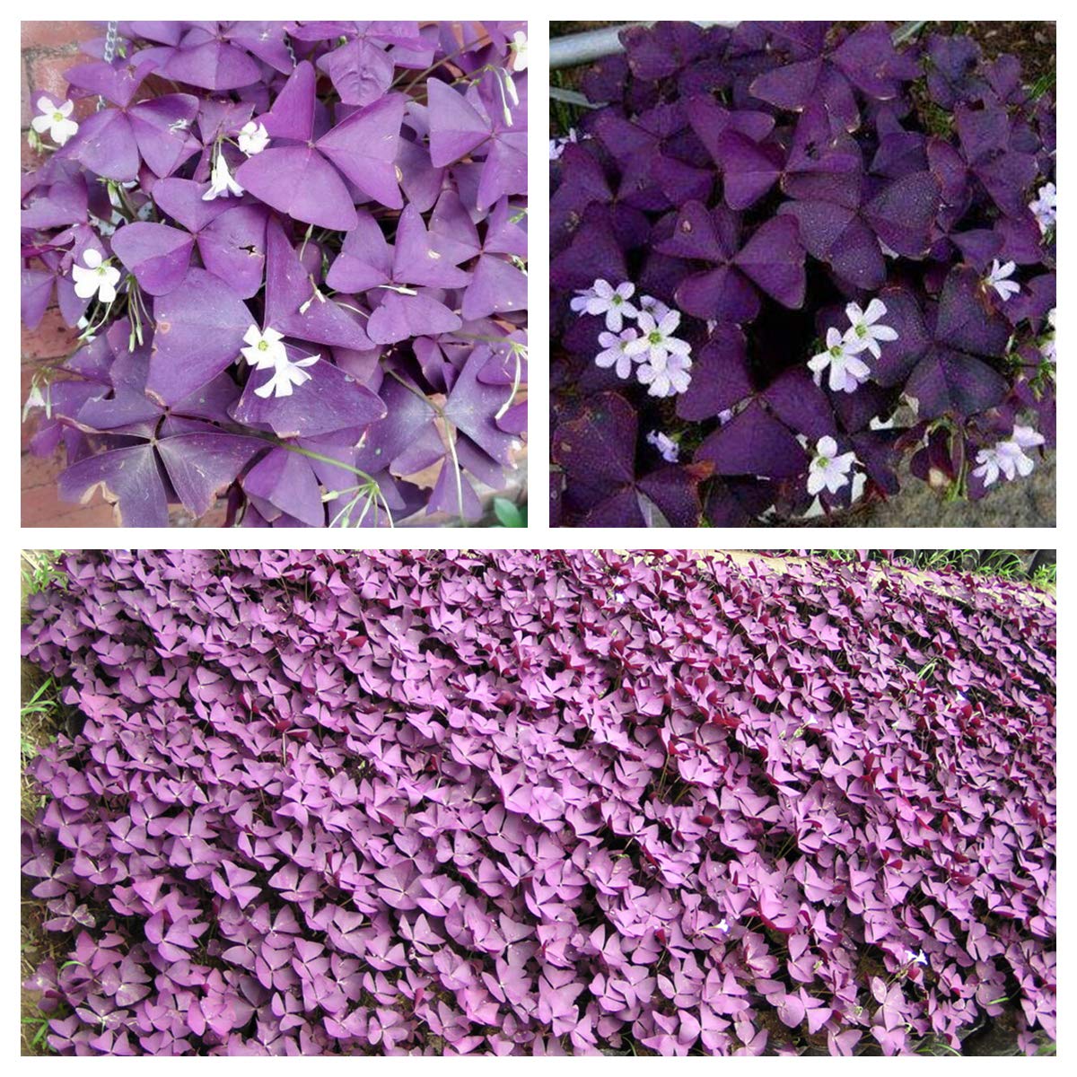 2drjzpqq4o7nhm 2drjzpqq4o7nhm