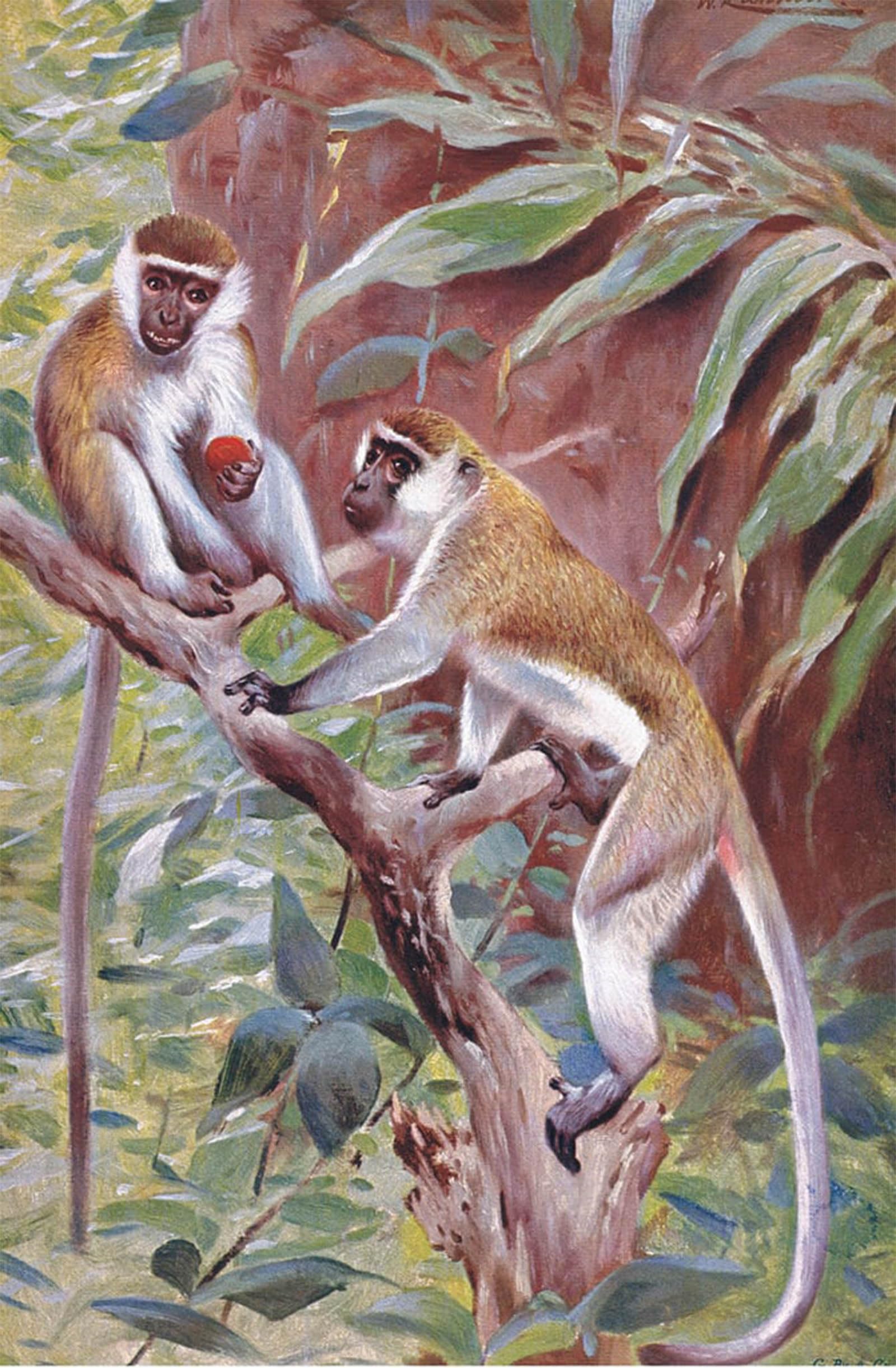 ARTXLXXBN Famous Art Print Poster Vintage Wall Art Green Monkey Illustration Fromwildlife of the World by Wilhelm Kuhnert Canvas Art Poster for Home Decor 60x90cm