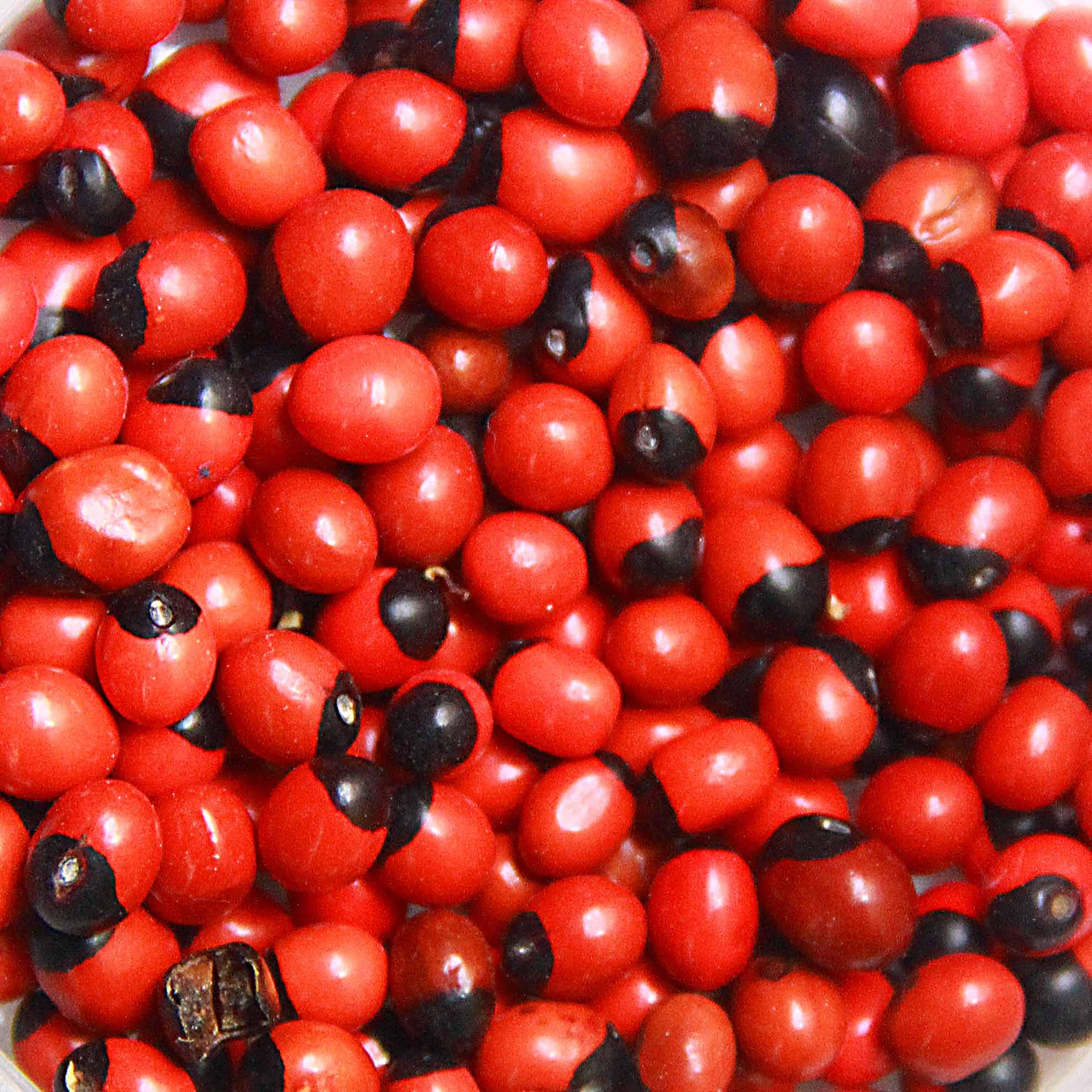 Aashita Creations VASTU Elements Natural RAKT LAL GUNJA, CHIRMI Seeds - 101 Pcs