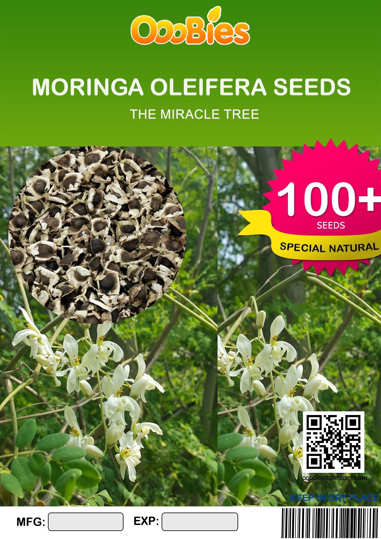 100+ Moringa seeds for planting/Moringa Oleifera seeds/Miracle tree moringa /New Harvesting/ By Ooobies