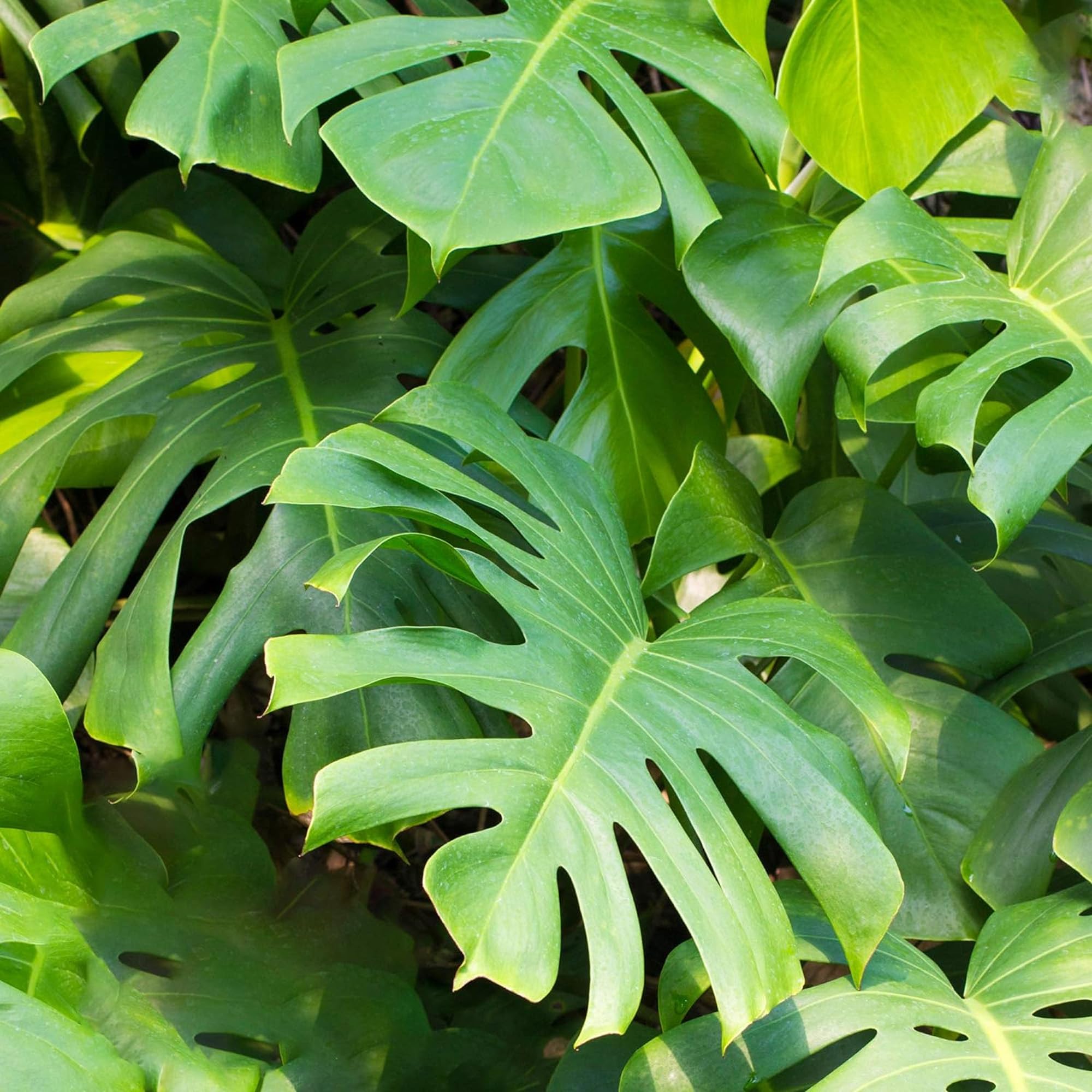 Monstera Deliciosa plante d'intérieur arbuste persistant en pot