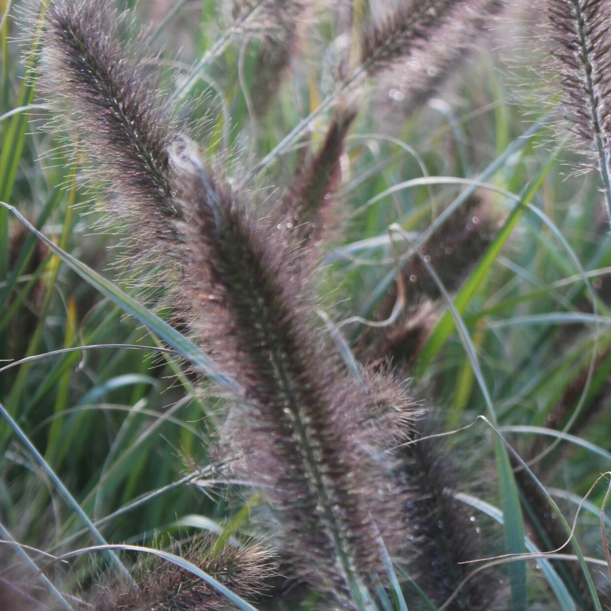 Buy Pennisetum alopecuroides ‘Moudry' Perennial Grass That is Ready to