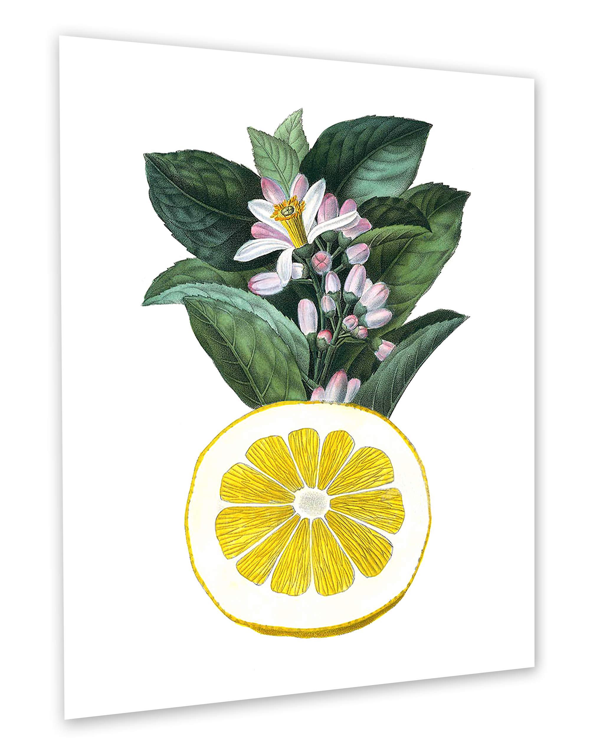 Amazon.co.jp: Lemons Kitchen 壁飾りセット フレームなし イエロー