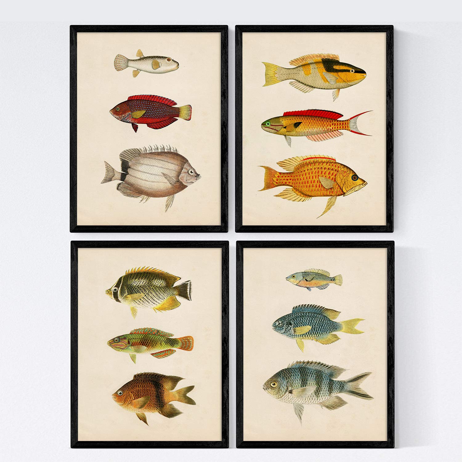 Nacnic 6 Set 4 Sheets Of Fish Vintage Colorful Effect. Mahava. Composition Of 12 Different Fish In A4 Size, Vintage Background Old Paper