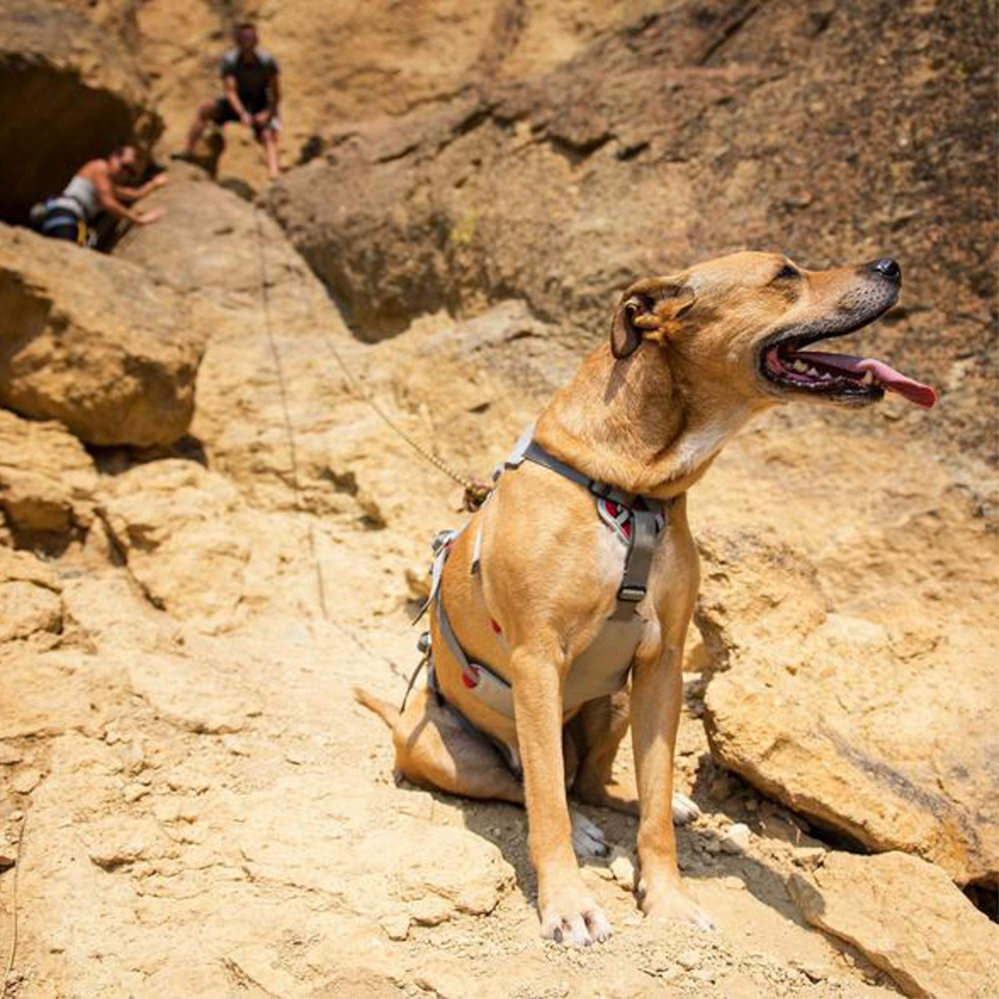 Ruffwear Imbracatura da Arrampicata per Cani, Razze da Grandi a Molto Grandi, vestibilità Regolabile, Taglia: L/XL, Grigio Cloudburst, Imbracatura Doppia