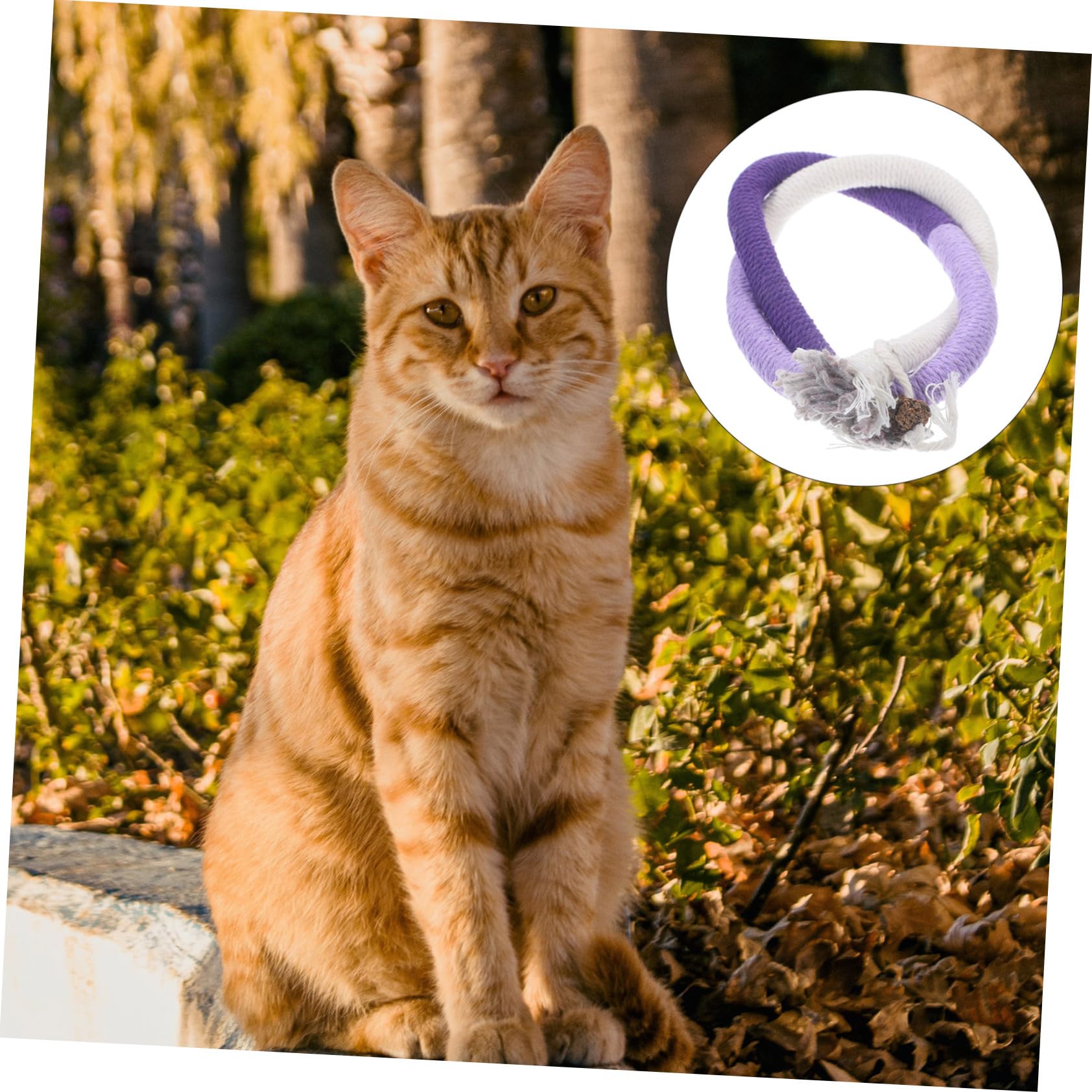 Ipetboom 15pièces Jouets Cataire pour Chats Cordes à Mâcher Interactives pour Éveiller Instinct De Chasse Et Aider à Hygiène Jouet Amusant pour Chats Intérieur