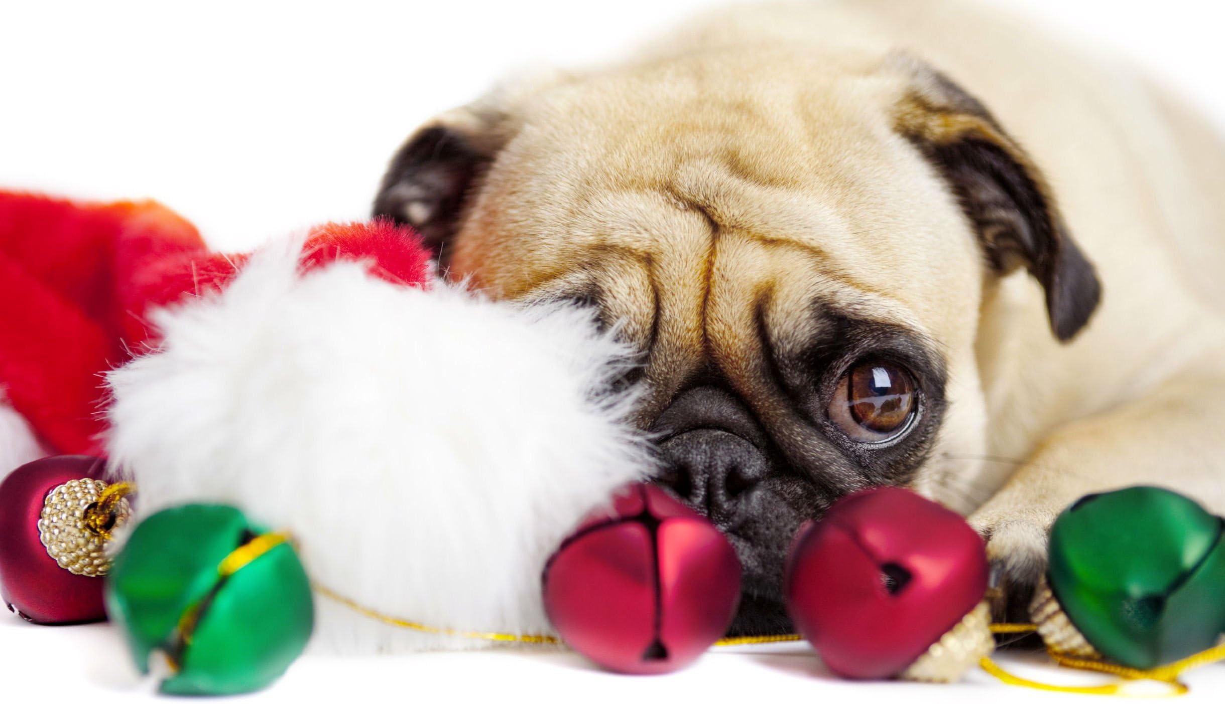 Watching for Santa Pug Christmas Cards