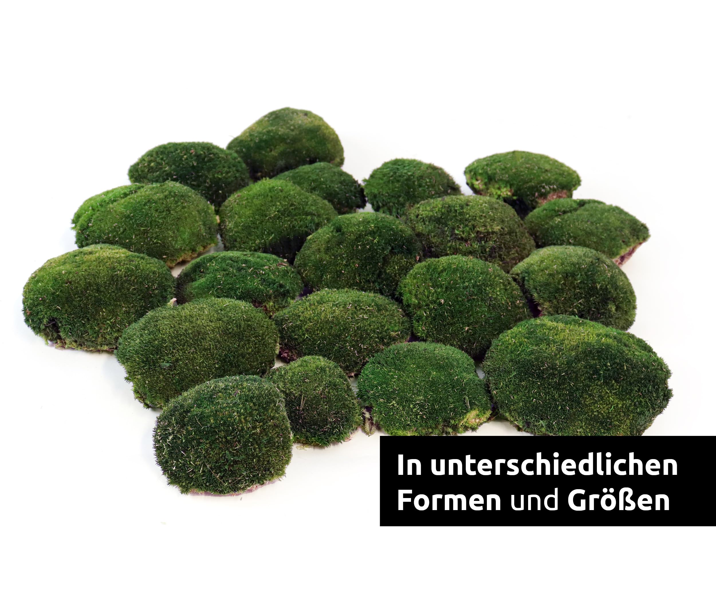 Bollenmoos konserviert für Moosbilder Dekomoos Kugelmoos Premium Qualität Dunkelgrün, Artikelgewicht: 0.25