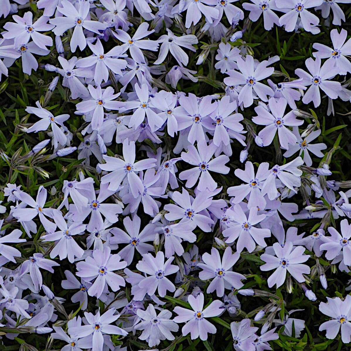 Phlox Subulata Emerald Blue, Creeping Phlox, Moss Phlox, Moss Pinks, Ground Cover, Evergreen Matting Perennial with Blue-Purple Flowers, Container Size: 4X 2.63x1.72x2.75