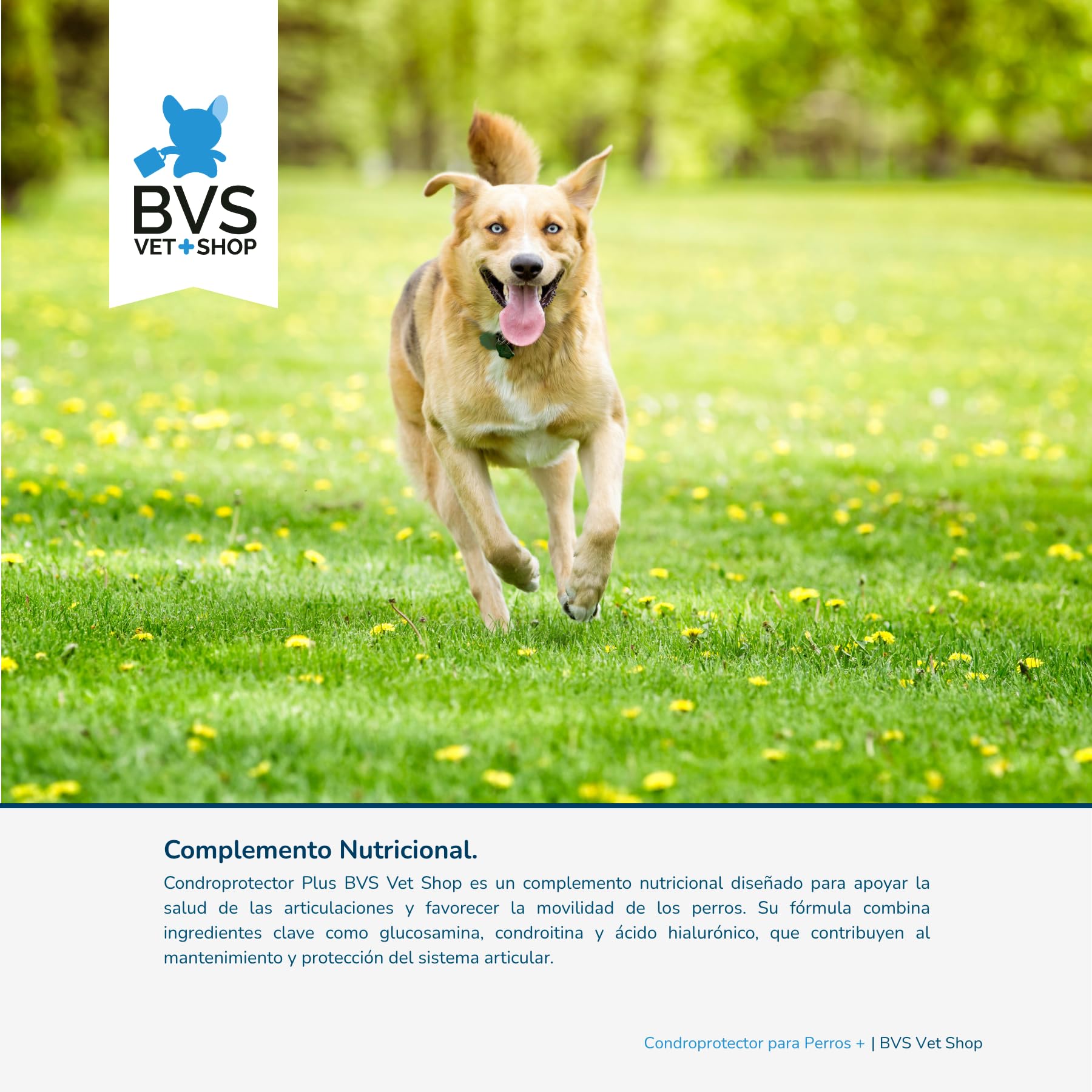 BVS Vet Shop | Condroprotector Plus para Perros | Ayuda para Problemas articulares de tu Mascota | 300 Comprimidos