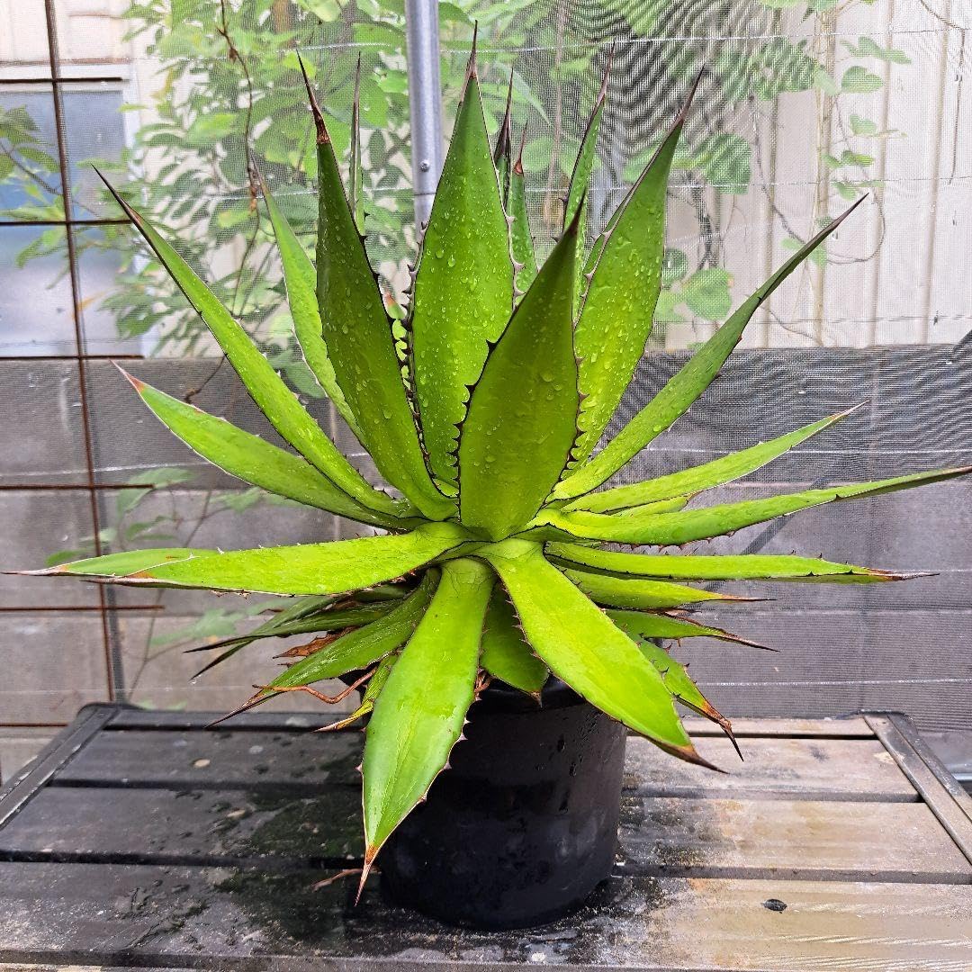 マイセントリオ（花・虫・果物） マイセン トリオ（花・虫・果物）