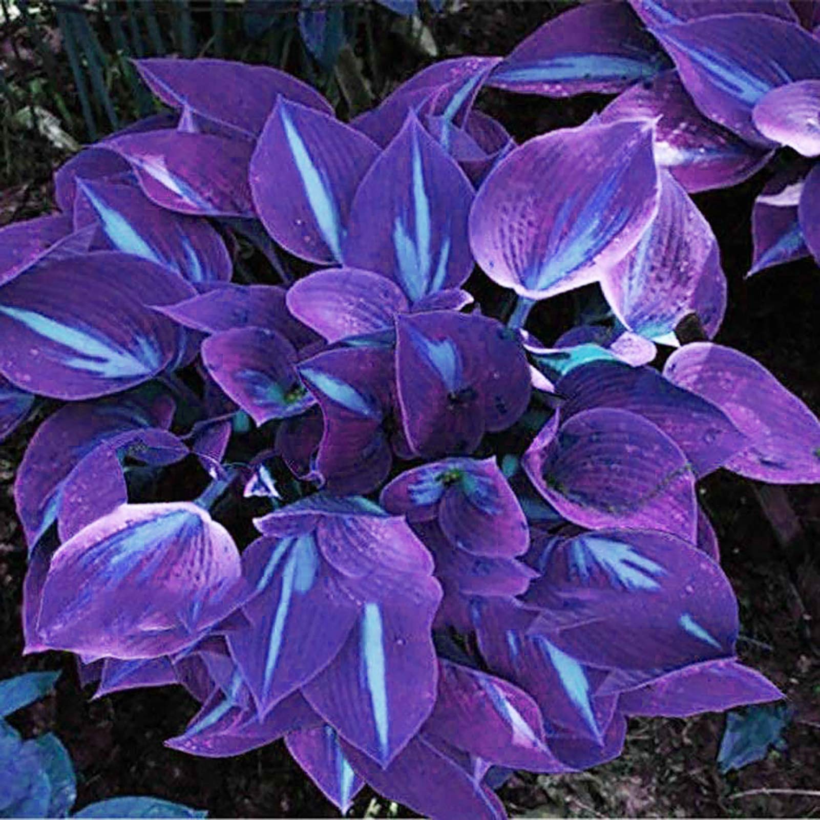 1 Bag Hosta Seeds Aesthetic Easy Grow 3 Colors Natural Flower Seeds, Easy to Plant,Plant Seeds,Gardening,Home Decor Purple-White Hosta Seeds