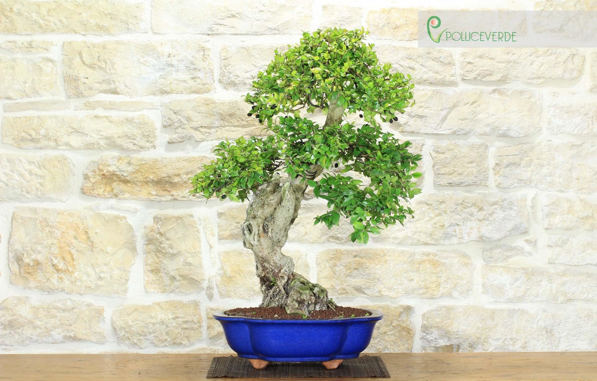 Bonsai di Mirto Pumila (35)