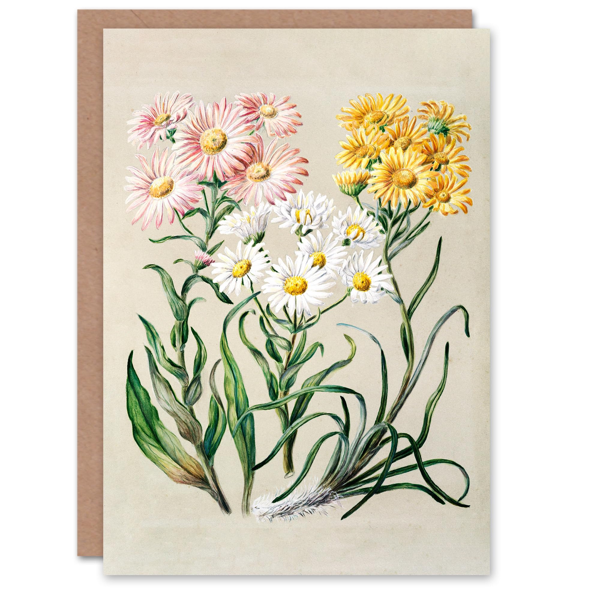 Artery8 Sarah Featon Art Card New Zealand Snow Groundsel Flowers