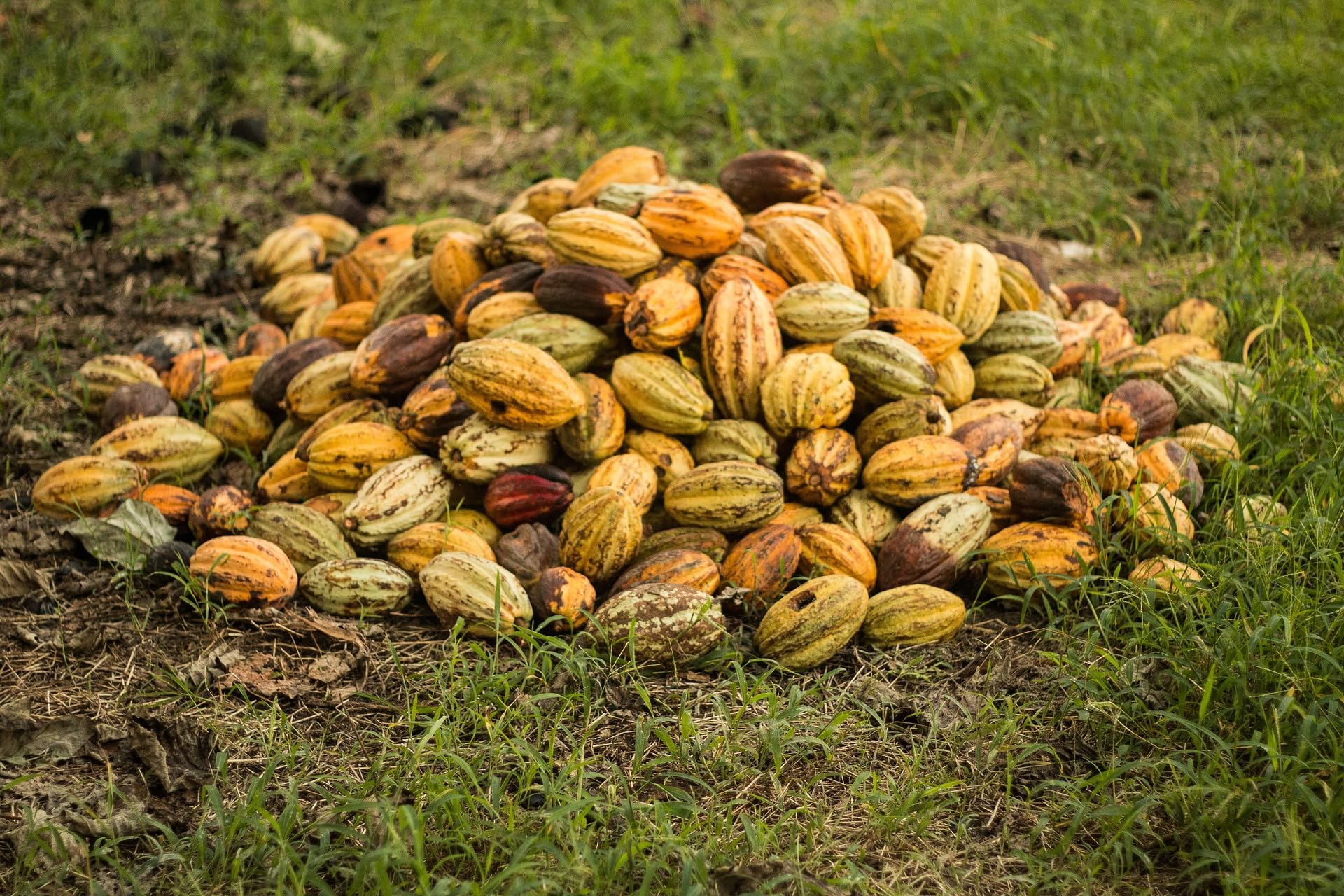 Meybona Urspungs-Schokolade Vollmilch 45% | Papua New Guinea | 18x40g | Single Origin, Edelkakao-Schokoladen, Tafelschokolade, seit 1923, 45% Kakao, Bean-to-Bar, Top-Qualität