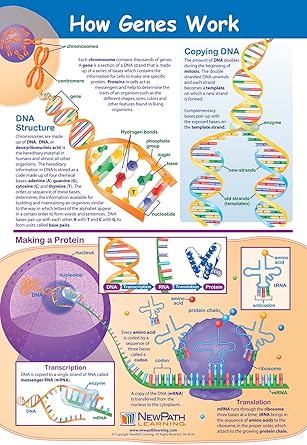 How Genes Work Poster - Laminated, Full-Color, 23