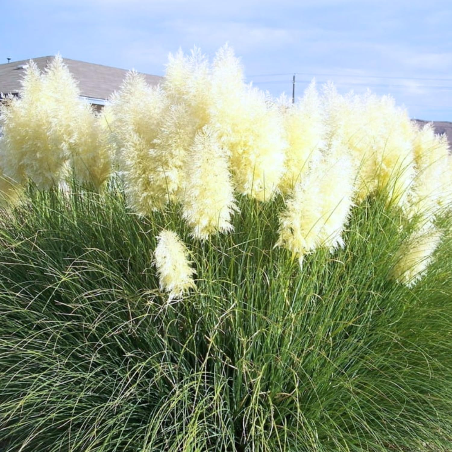 Pack 2 Grass Plants Live for Growing, Ornamental Grasses Live Plants Perennial 5-9 Inch Tall (White Pampas Grass Plants)