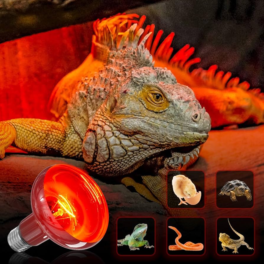 Night Light Bearded Dragon 75W Infrared Heat Lamp 2-Pack Reptile