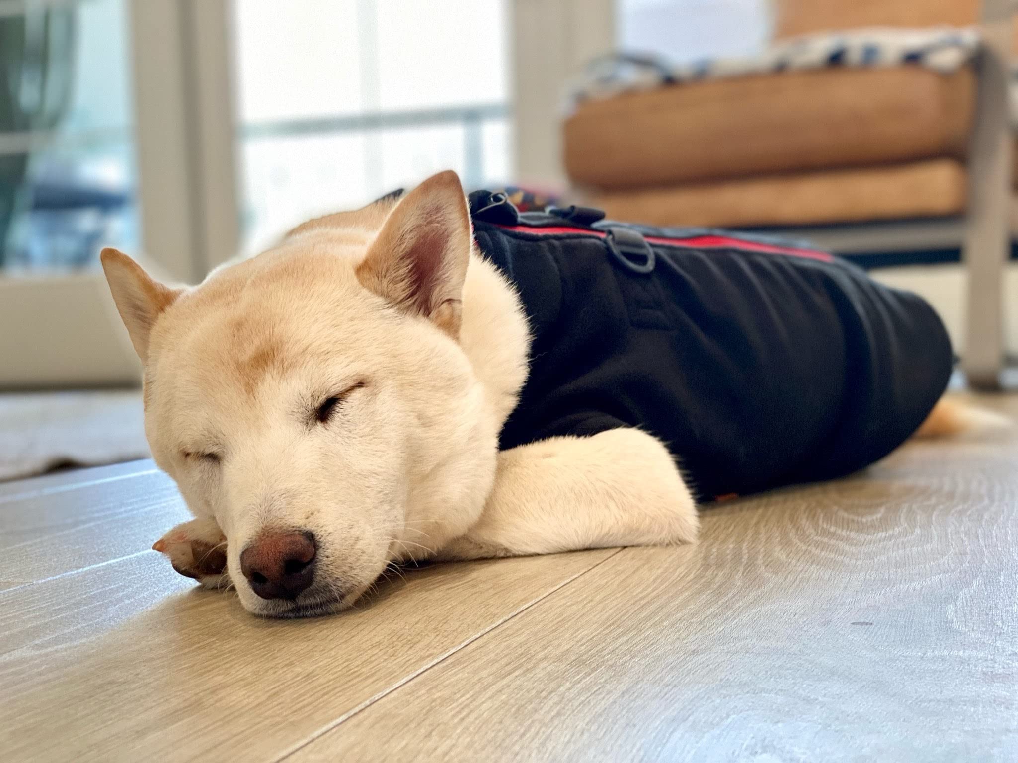 Gooby Fleece-Hundepullover mit Reißverschluss - Schwarz, Größe S - warme Fleece-Hundejacke zum Einsteigen mit doppelter D-Ring-Leine - Winterpullover für kleine Hunde - Hundekleidung für kleine Hunde, | Weiches, warmes Fleece; Step-in-Reißverschluss; Dopp