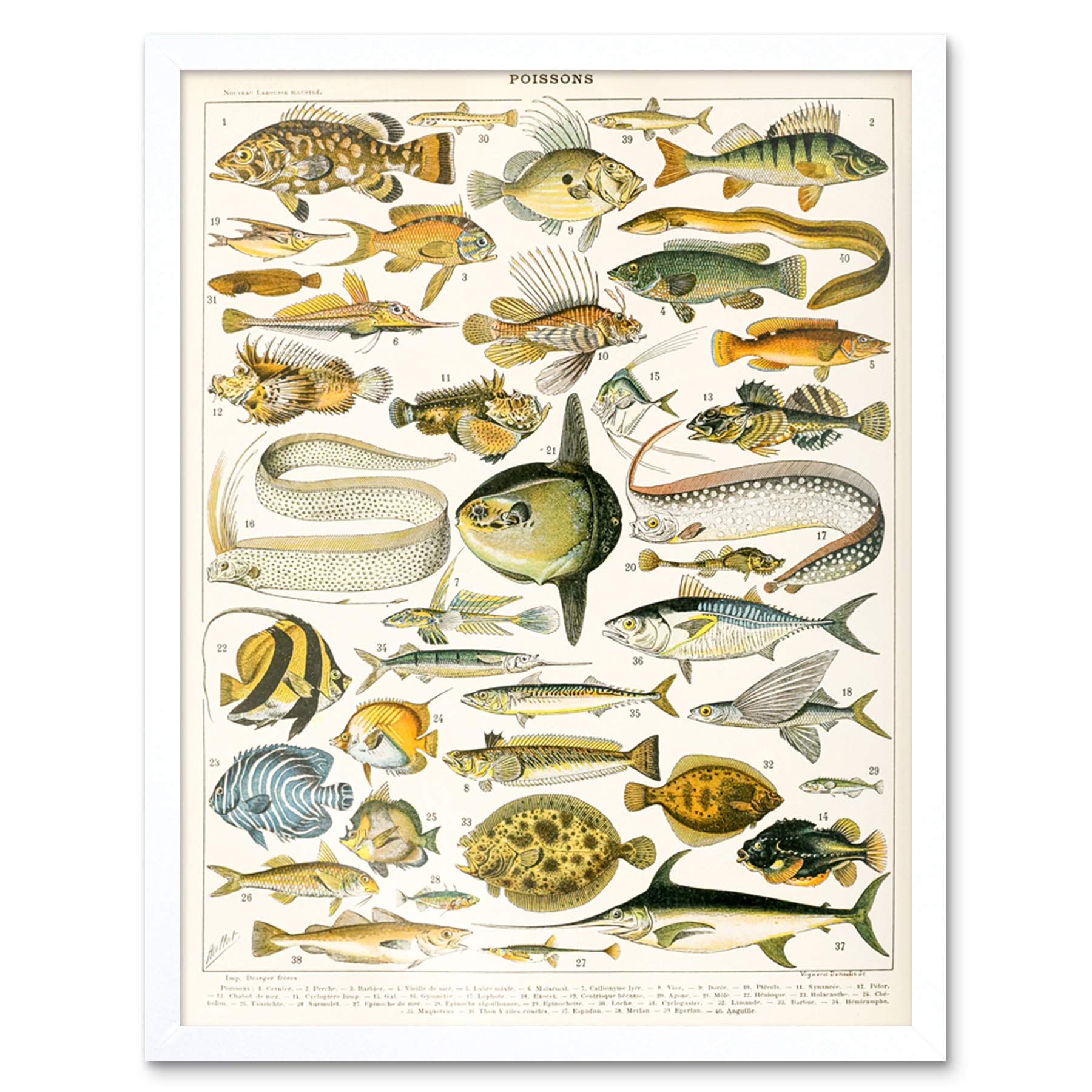 Artery8 Millot Encyclopedia Page Variety Sea Fish Art Print Framed Poster Wall Decor 12x16 inch