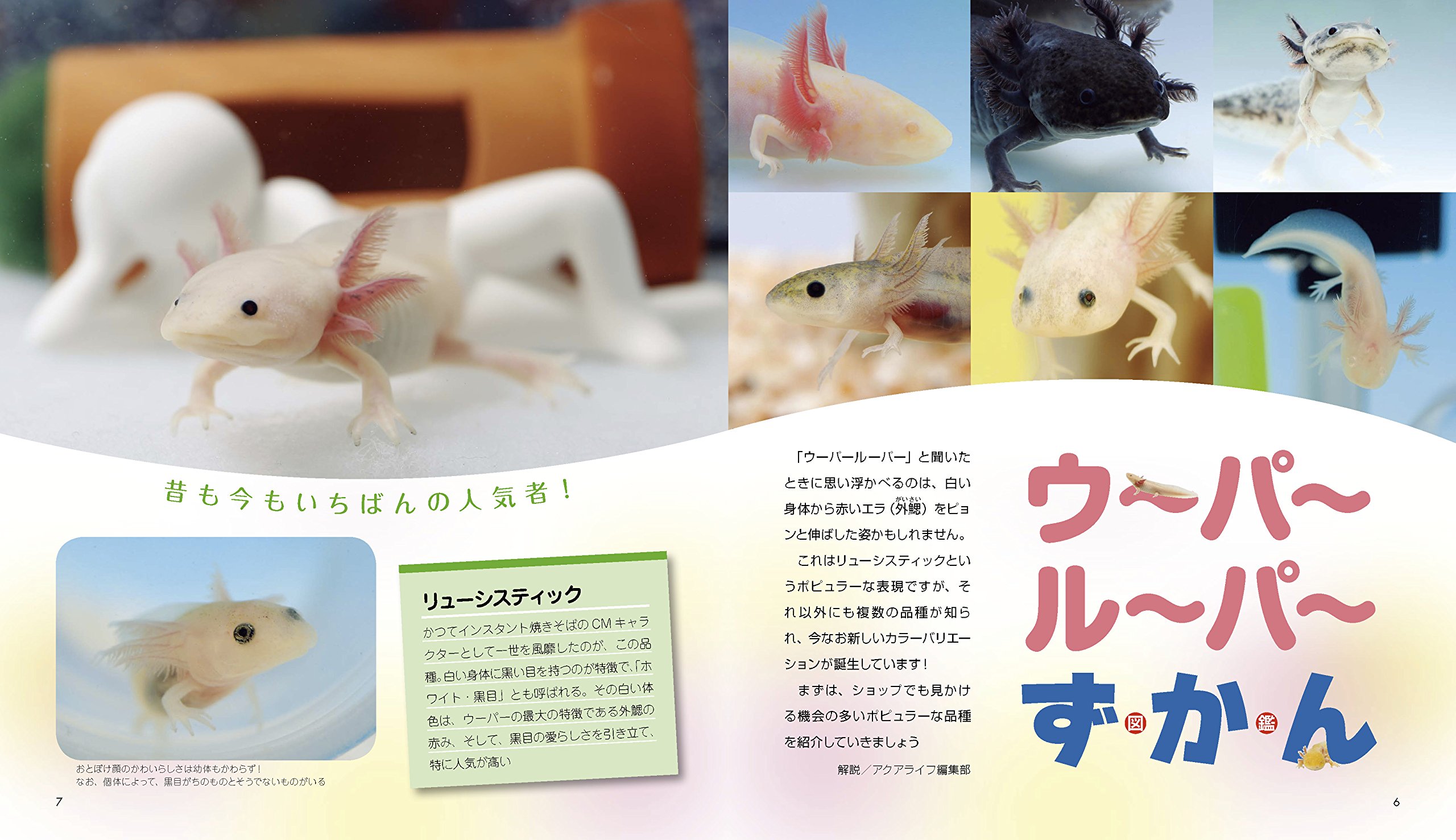 ウーパールーパーと仲良くなれる本 アクアライフの本 藤谷武史 大渕希郷 月刊アクアライフ編集部 本 通販 Amazon