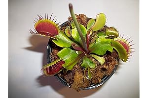 Plantas Carnívoras Vivas: Venus Flytrap para Jardinería