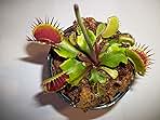Adult Sized Venus Flytrap - Fly Trap - (Dionaea Muscipula) Carnivorous Plant 3 inch Pot