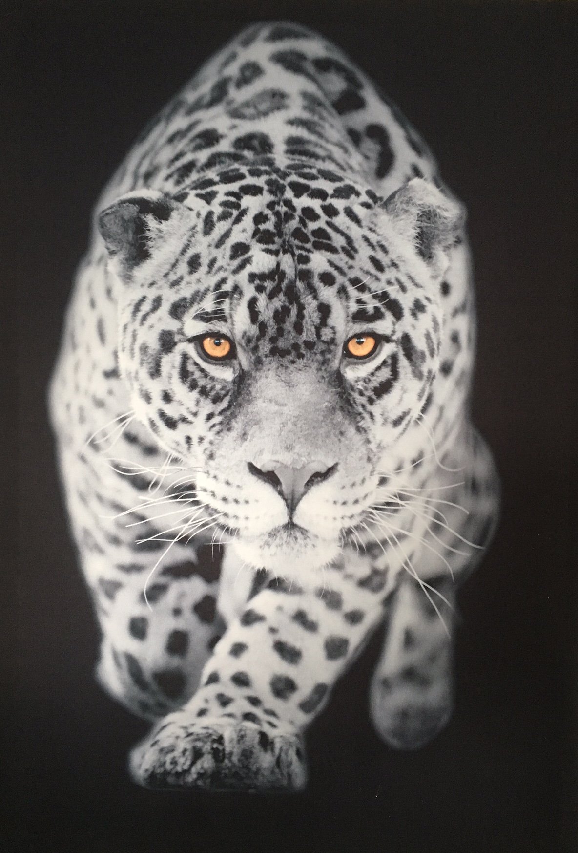 Samarkand - Lights LED-Bild mit Beleuchtung LED- Bilder Leinwandbild 65 x 45 cm Leuchtbild TIGER LEOPARD TIERE Wandbild