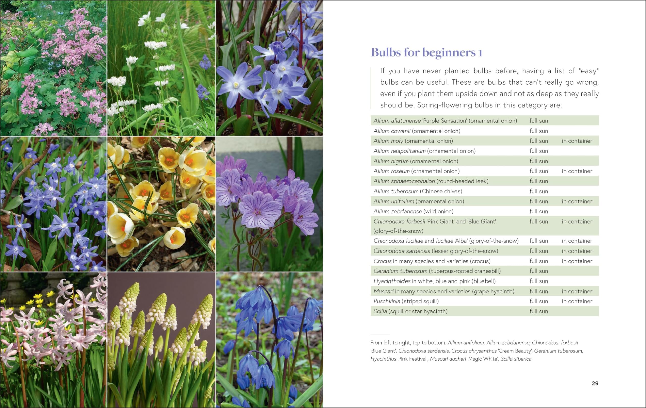 Growing Bulbs in the Natural Garden: Innovative Techniques for Combining Bulbs and Perennials in Every Season