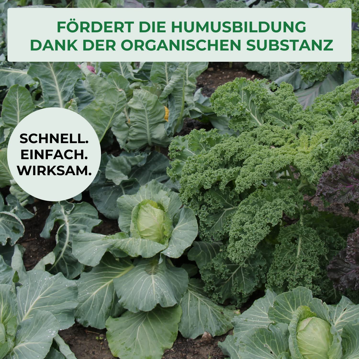Allflor Rinderdung gekörnt - 4 x 12,5 Kg - Rinderdungpellets im Beutel - Wirtschaftsdünger von Rindern - Biologischer Gartendünger - Rindermist - Fördert die Humusbildung