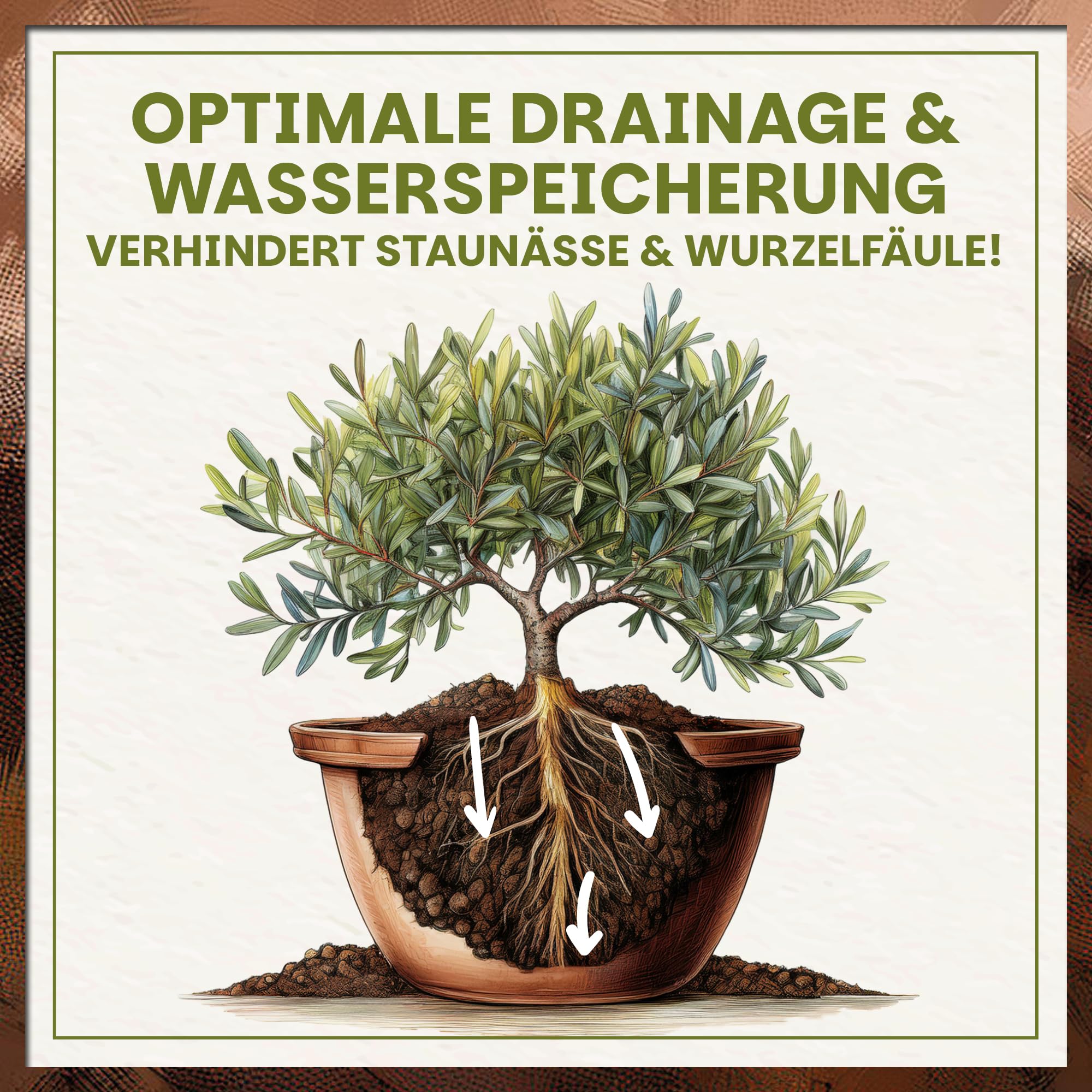 thuja 1 60 m kaufen Lebensbaum - Thuja occidentalis Smaragd - Blatt grün - 6 Pflanzen main image 1
