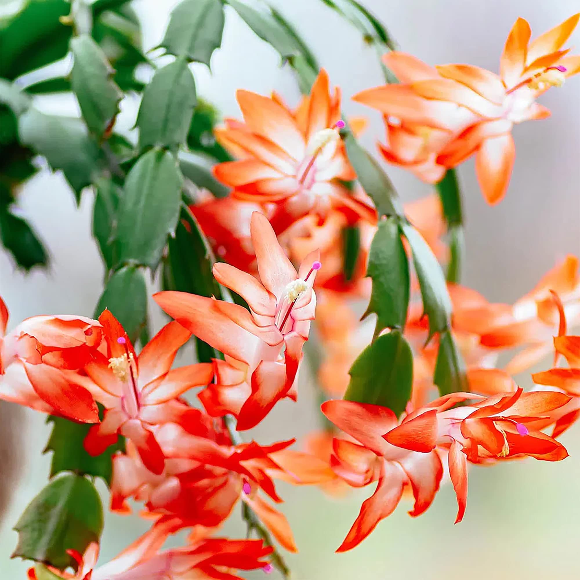Amazon.com : QAUZUY GARDEN 10 Christmas Cactus Seeds, Thanksgiving
