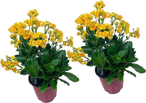 LEAL PLANTS ECUADOR Kalanchoe Plant Yellow Pack of 2 Vibrant, Long-Lasting Blooms & Easy Care,Air-Purifying, Perfect for Home Decor, Unique Gift for Plant Lovers