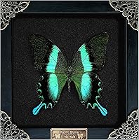 Vista 19 de Mantis Real Enmarcada Creobroter Insecto Muerto Escarabajo Verde Seco Caja de Sombra Flotante 3D Marco de Vidrio Espécimen de Taxidermia