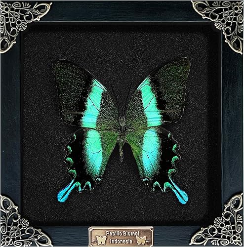 Miniatura 19 de Mantis Real Enmarcada Creobroter Insecto Muerto Escarabajo Verde Seco Caja de Sombra Flotante 3D Marco de Vidrio Espécimen de Taxidermia